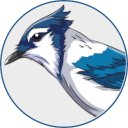 Bluejay蓝鸟